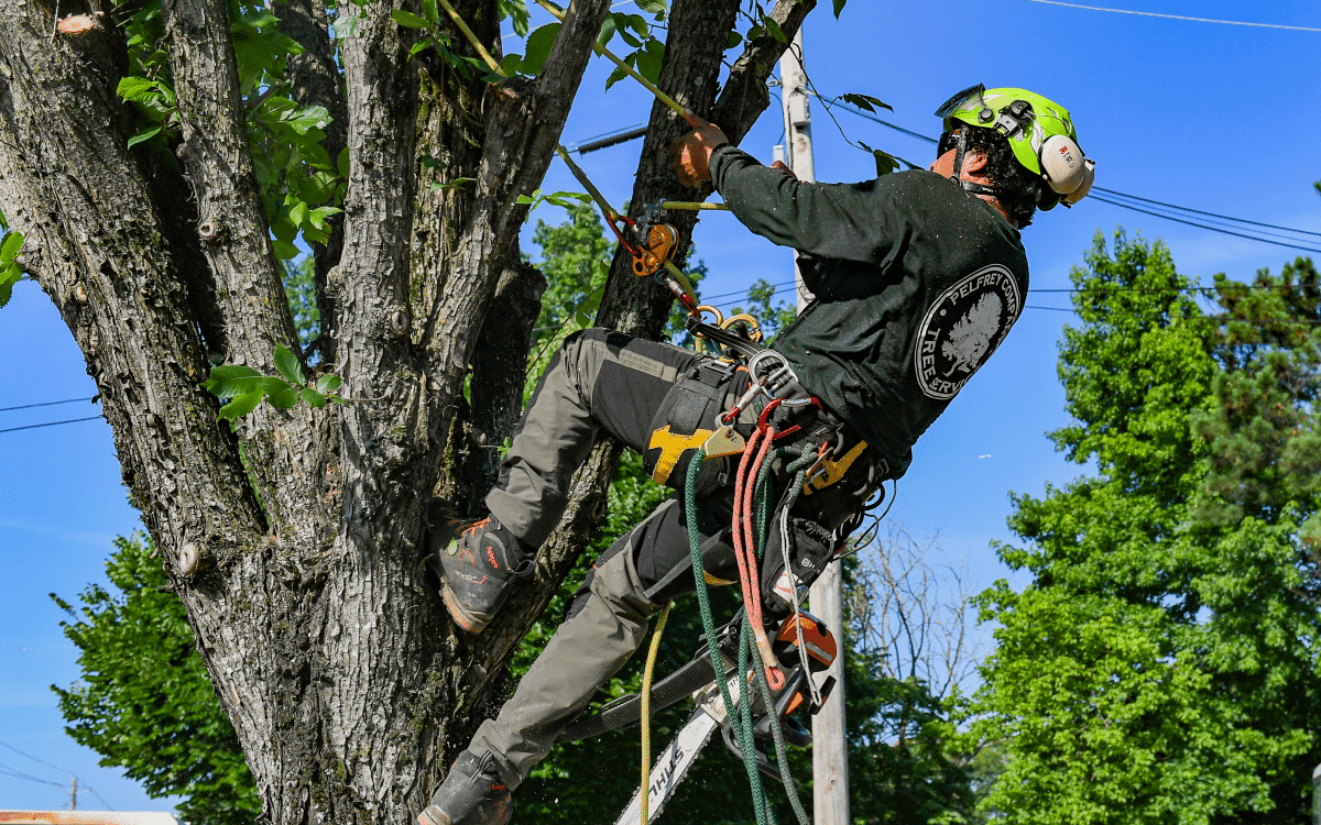 Arborist climbing tree with full safety harness for pruning