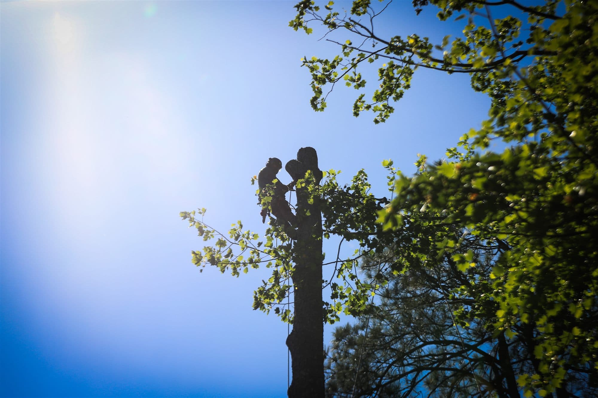 Certified arborist working in tree