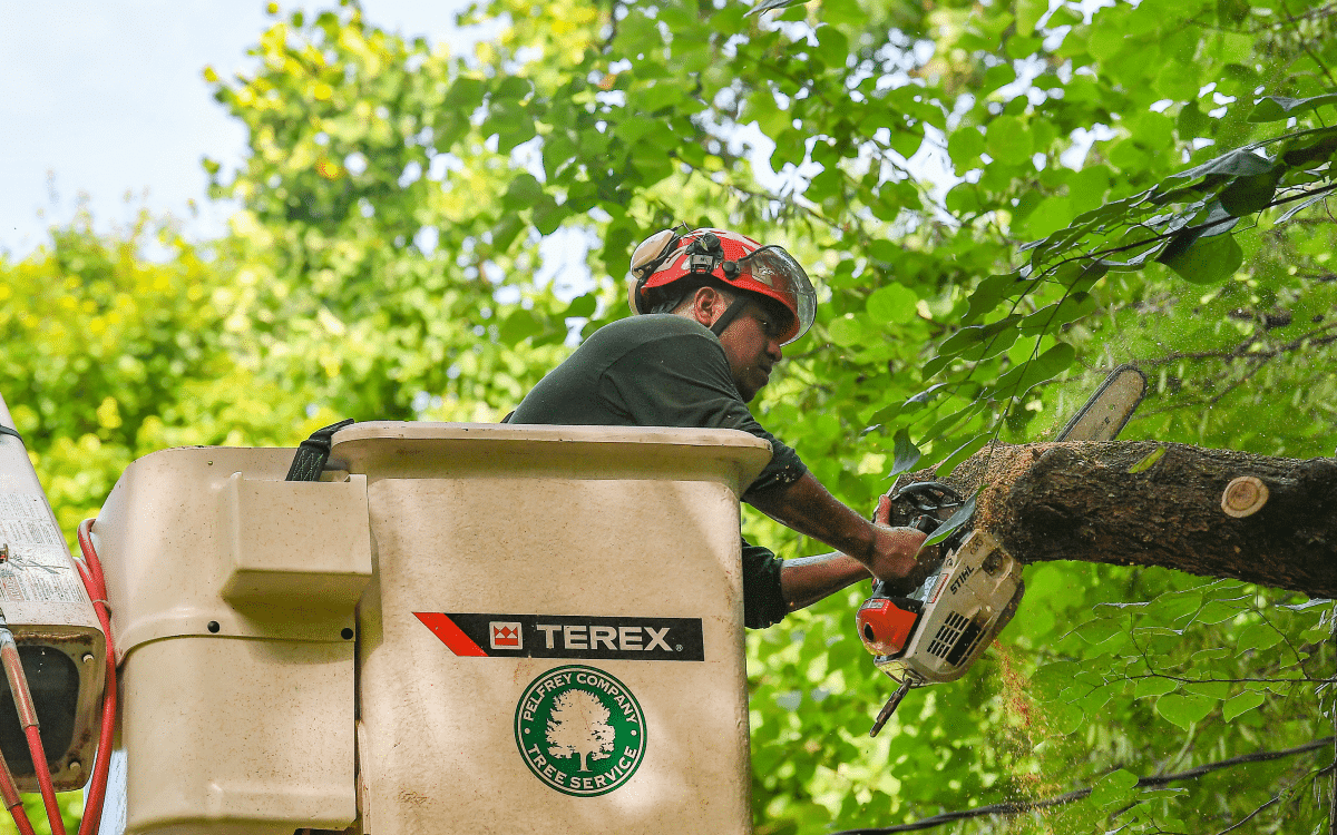 Bucket truck pruning branches from canopy
