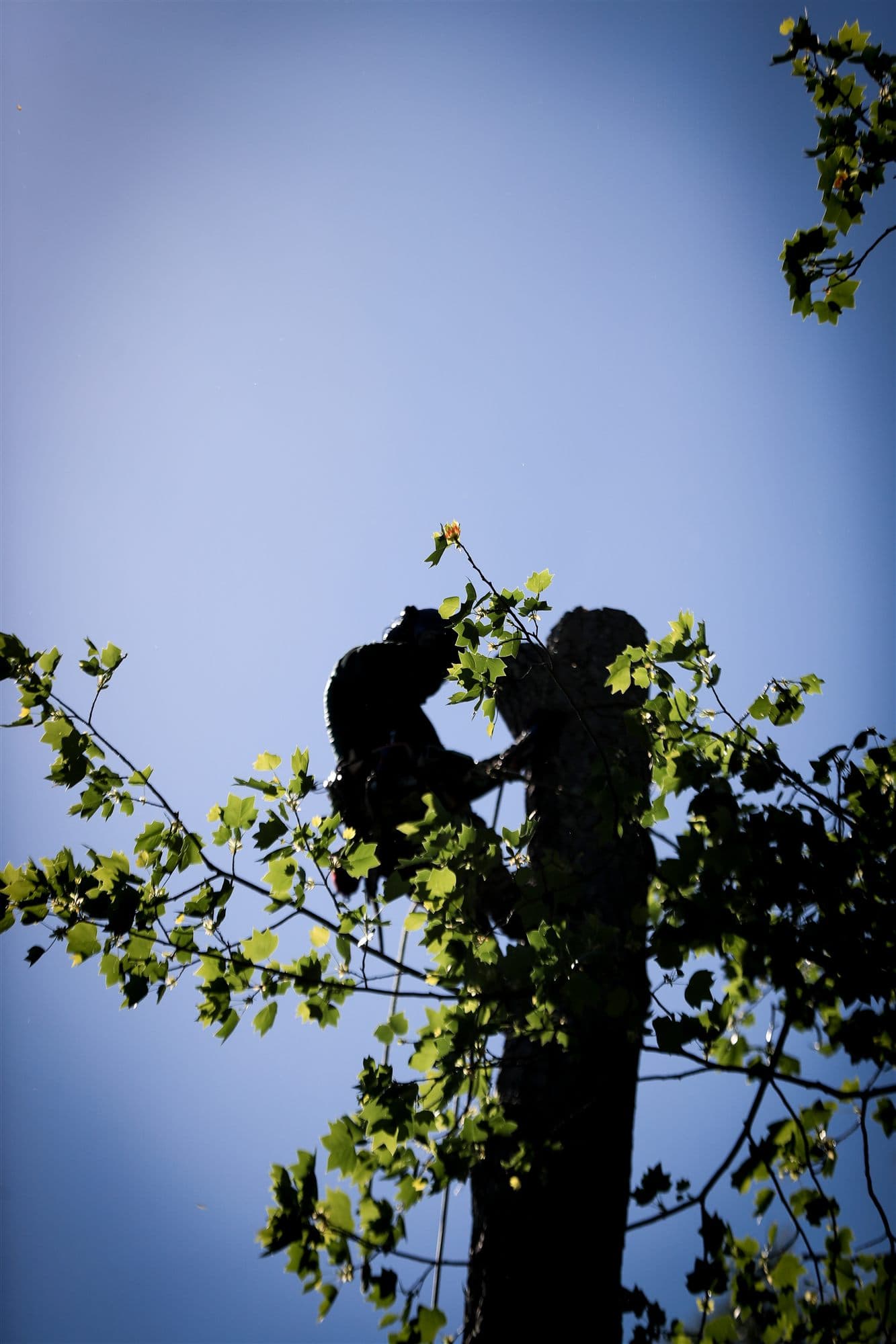 Healthy tree canopy viewed from below showing full foliage