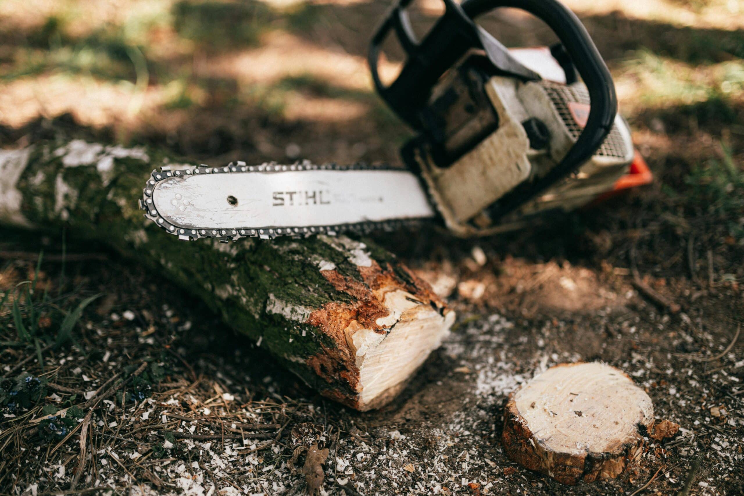 Precision chainsaw cut on felled tree trunk