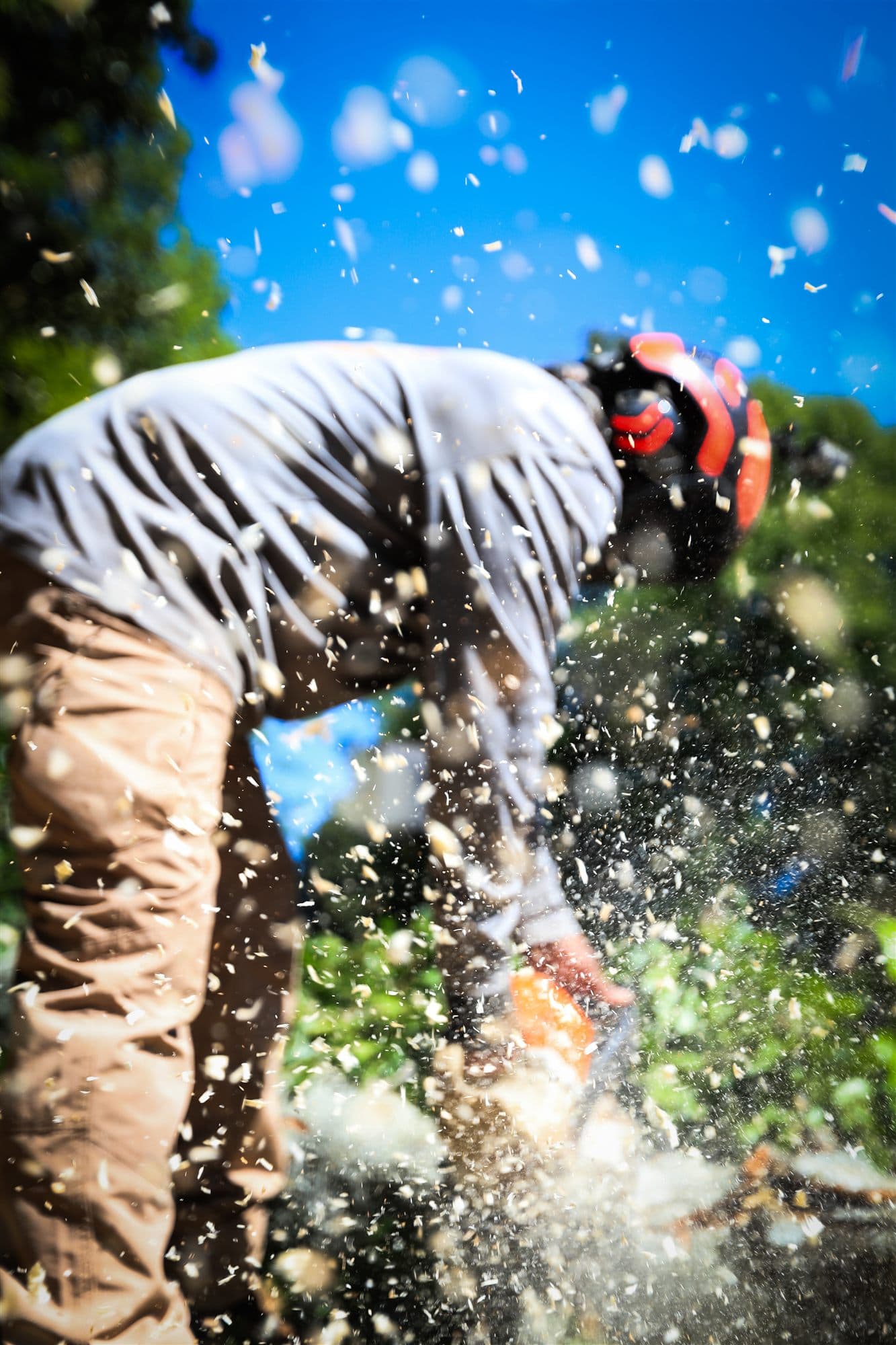 Precision chainsaw cut on felled tree trunk