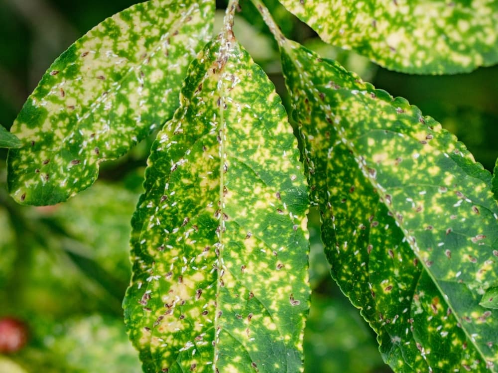 Tree leaves showing signs of disease requiring treatment