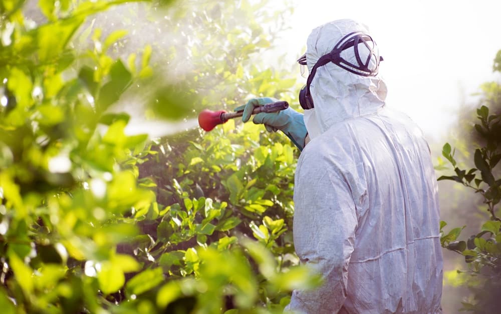Arborist applying targeted pest treatment to tree foliage