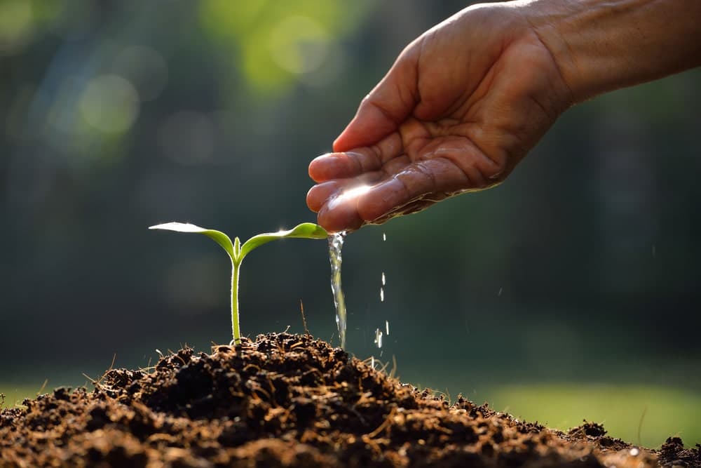 Careful nurturing of young tree seedling