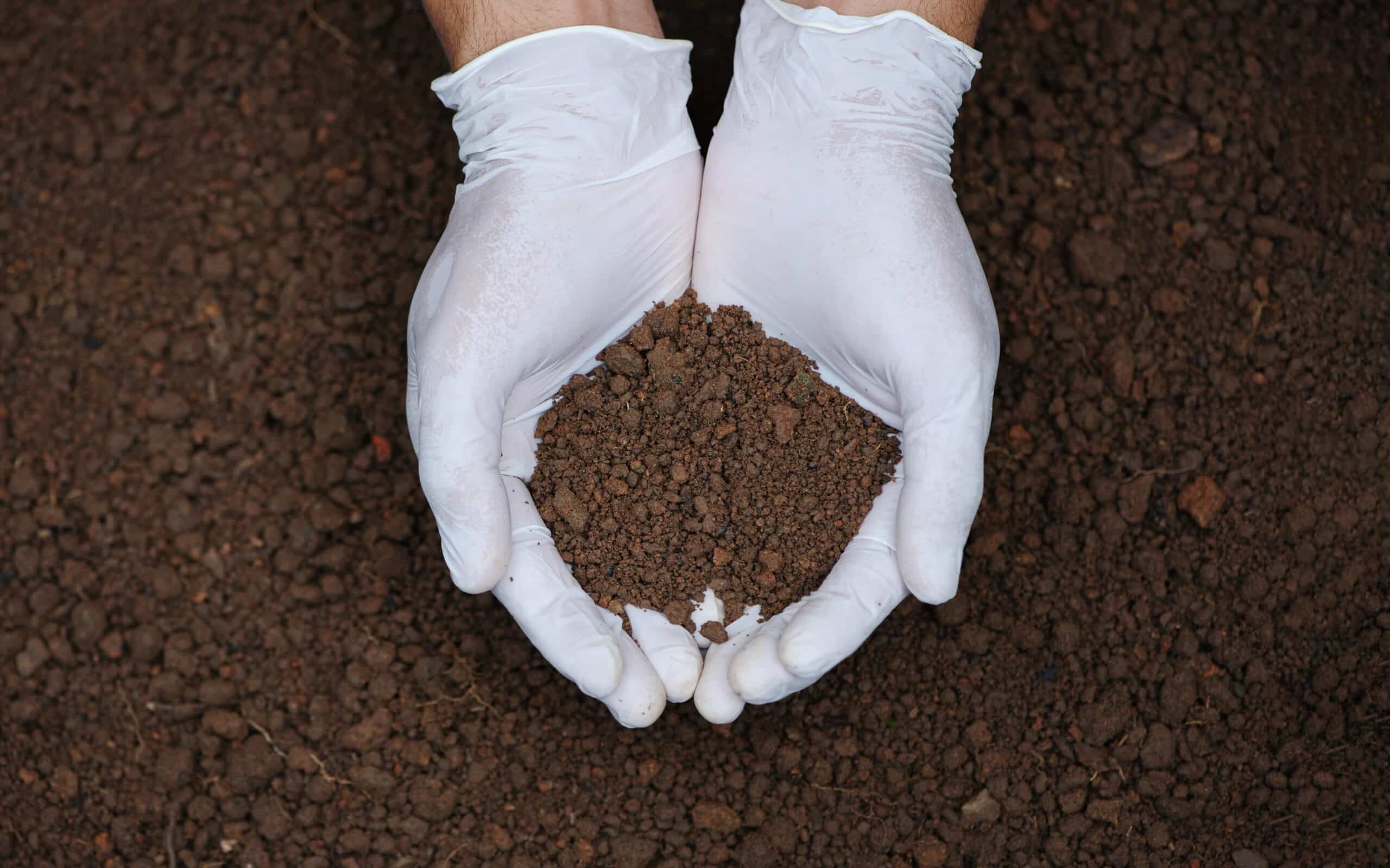 Soil sample analysis for tree root zone health assessment