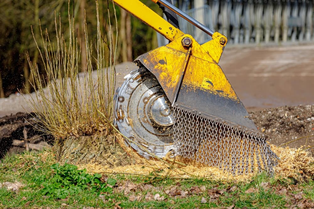 Stump grinder wheel cutting through tree stump