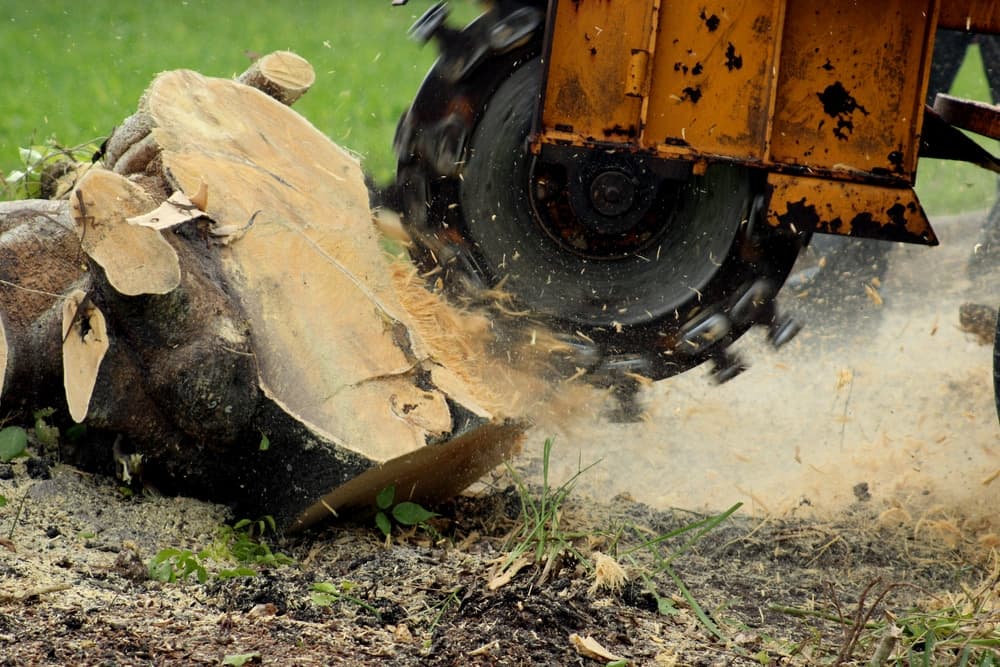 Stump grinding machine removing tree stump below grade