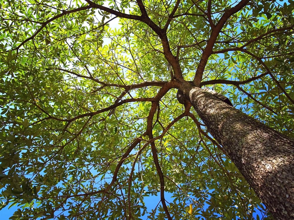 Healthy tree canopy after expert structural pruning