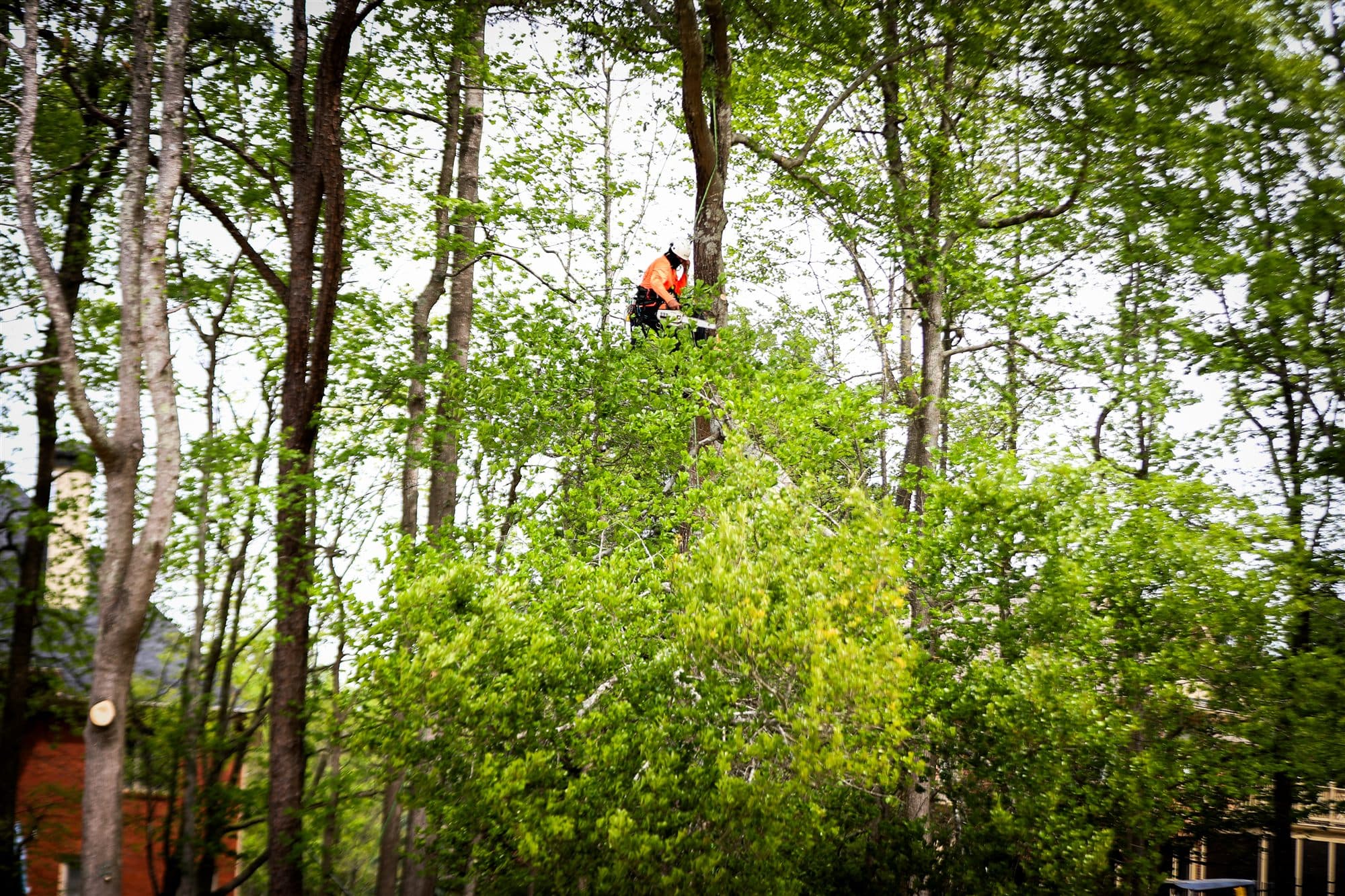 Healthy tree canopy after expert structural pruning